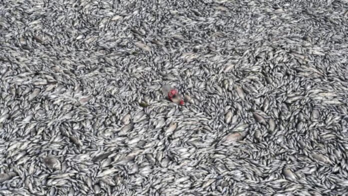 flood of dead fish