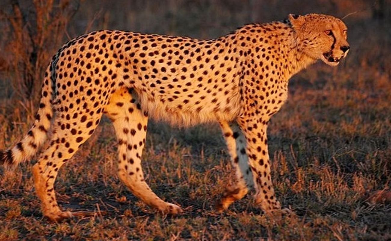 More cheetahs from Kenya to India