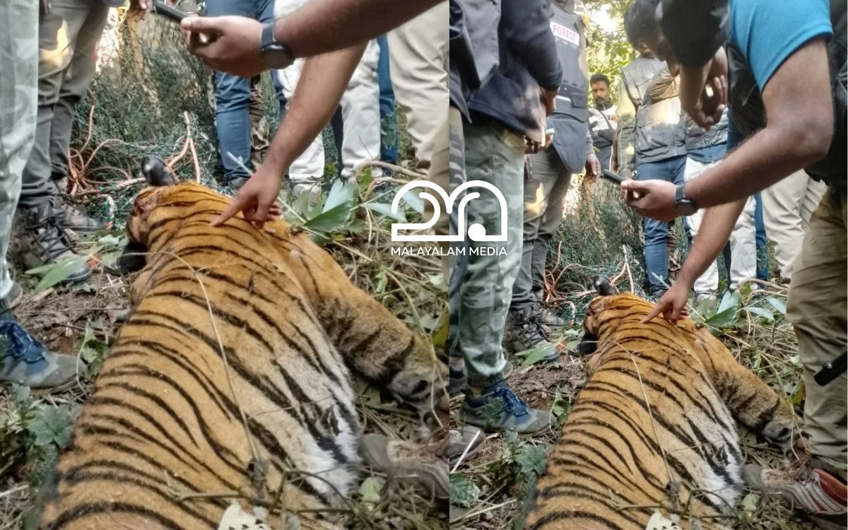 man eating tiger found dead in wayanad