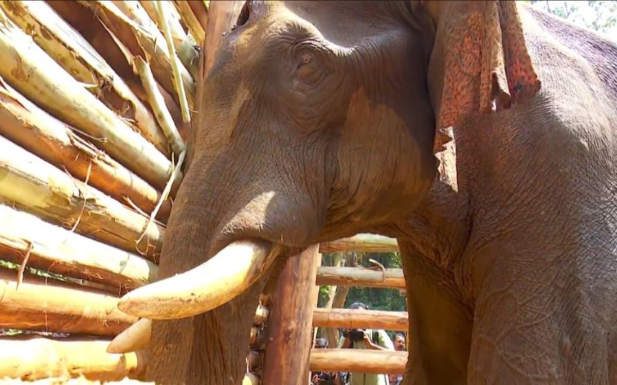 Athirappilly elephant