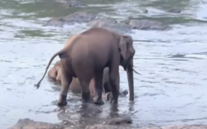 Kerala Elephant Athirappilly