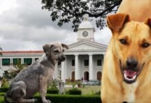 Kerala government secretariat stray dog