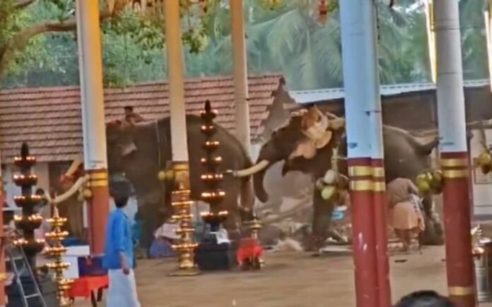 Koilandi Elephant attack