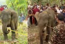 Wild Elephant at Kannur death