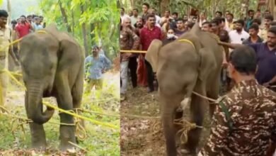 Wild Elephant at Kannur death