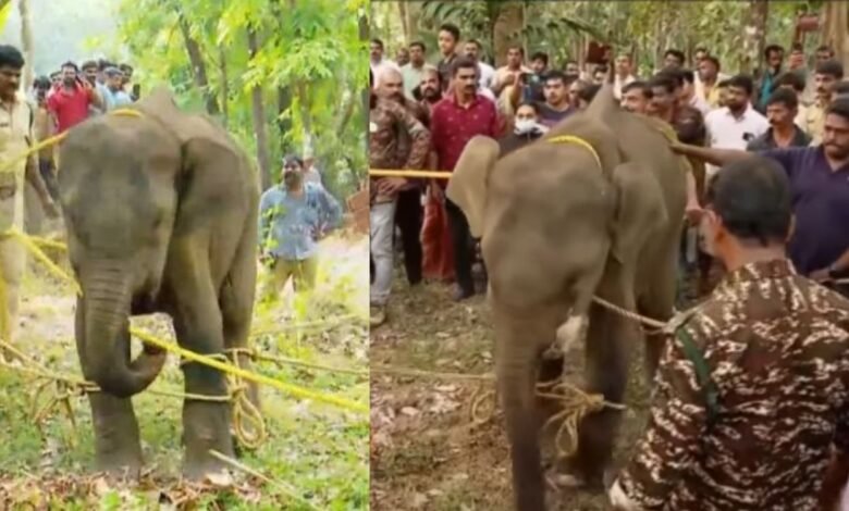 Wild Elephant at Kannur death