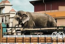 Kerala Elephants