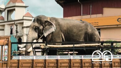 Kerala Elephants