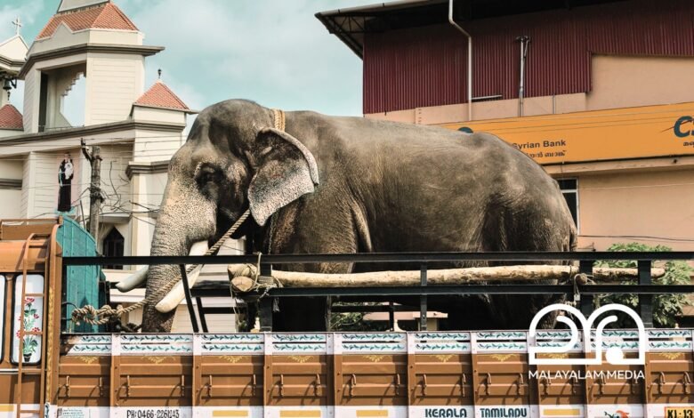 Kerala Elephants