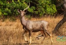 Sambar deer