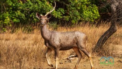 Sambar deer