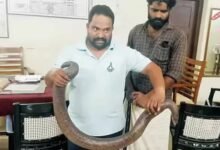 abhilash kushan and harikrishnan arrested for sell snake