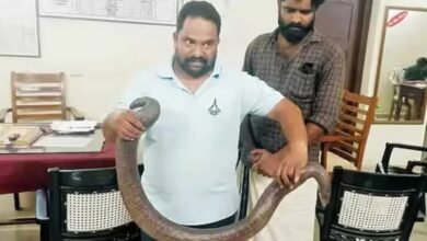 abhilash kushan and harikrishnan arrested for sell snake