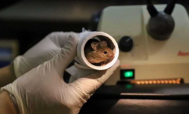 Mice with two fathers study