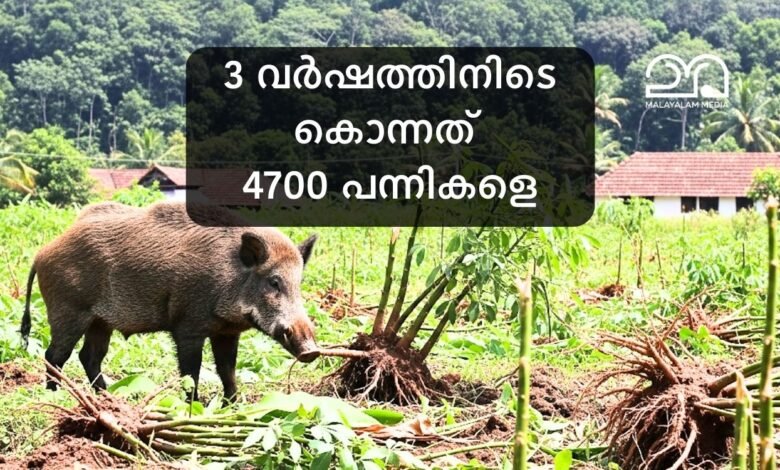Kerala Wild Boar Culling