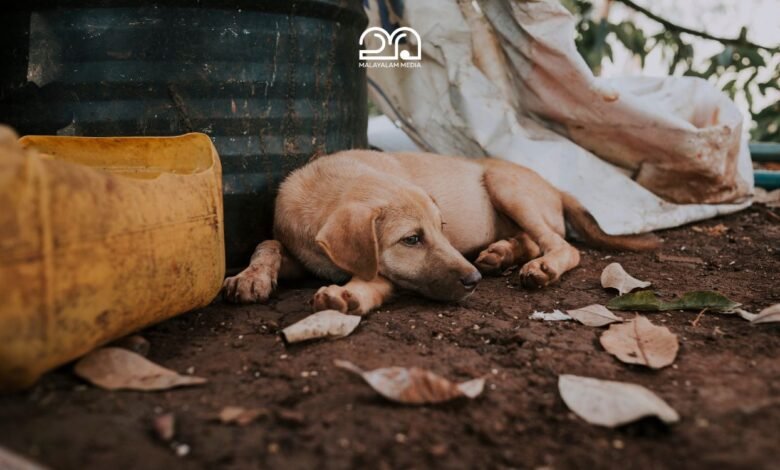 Kerala stray dog issue